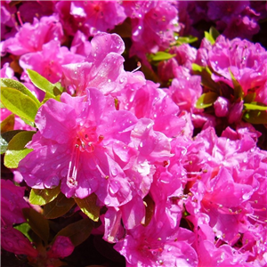 Azalea Japonica 'Multiflora Purper'